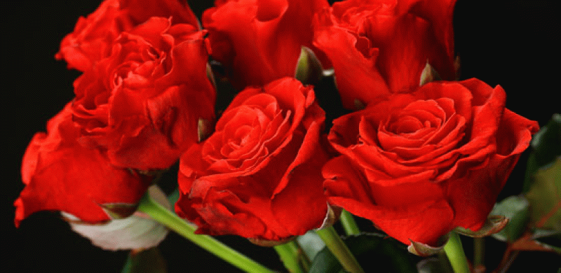 رابطة الانصار الشيوعيين تعزي الرفيق خليل