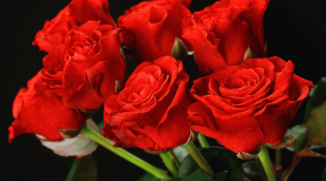 رابطة الانصار الشيوعيين تعزي الرفيق خليل